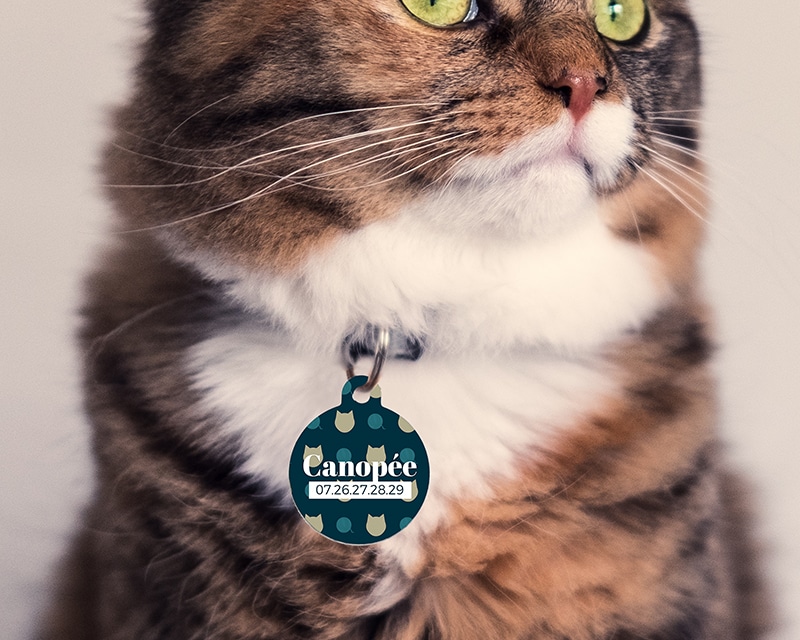 Médaille pour Chat Personnalisable - Prénom et Téléphone - Modèle foncé